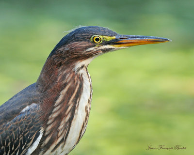 Heron vert - Green Heron