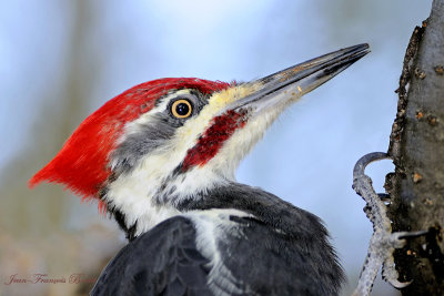 Grand pic (Mle) - Pileated Woodpecker (male)