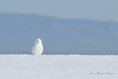 Harfang des neiges - Snowy Owl