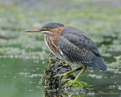 Heron vert - Green Heron