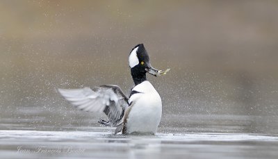 Harle couronn - Hooded Merganser