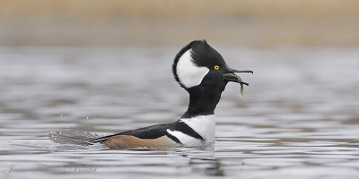 Harle courronn(mle) - Hooded Merganser (Male)