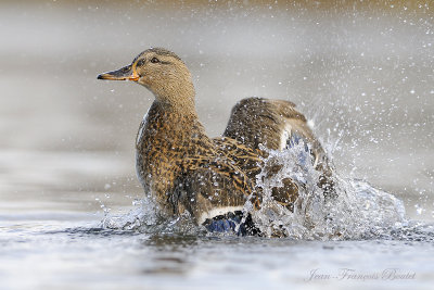 Canard colvert - Mallard