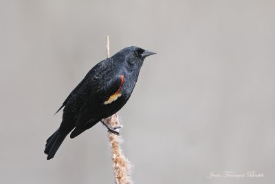 Carouge  paulettes - Red-Winged blackbird