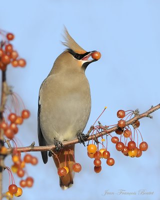 Jaseur boral - Bohemian Waxwing