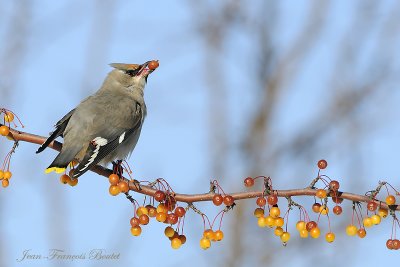 Jaseur boral - Bohemian Waxwing(Juv)