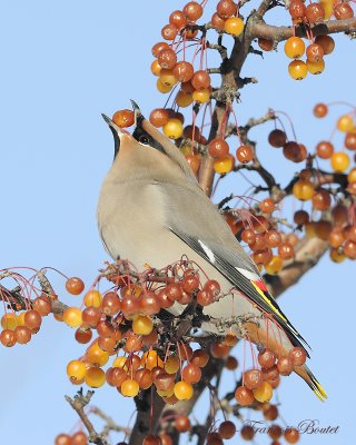 Jaseur boral - Bohemian Waxwing