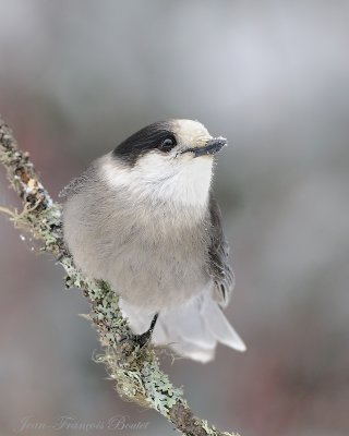 Mesangeai du Canada - Gray Jay