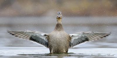 Canard colvert - Mallard (female)