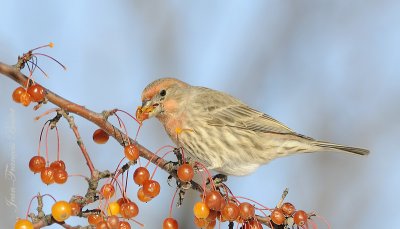 Roselin familier - House Finch (male)