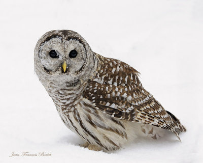 Chouette raye - Barred Owl