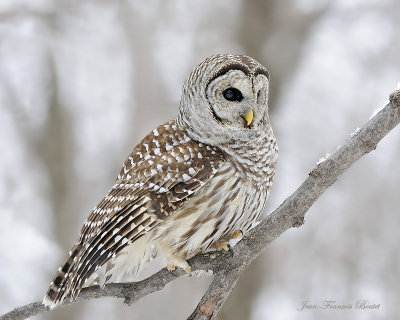 Chouette raye - Barred Owl