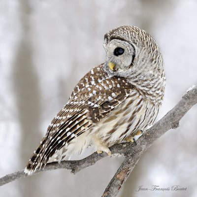 Chouette raye - Barred Owl