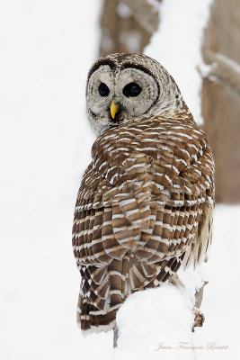 Choiuette raye - Barred Owl