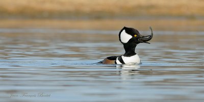 Harle couronn - Hooded Merganser