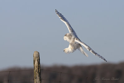 Harfang des neiges - Snowy Owl