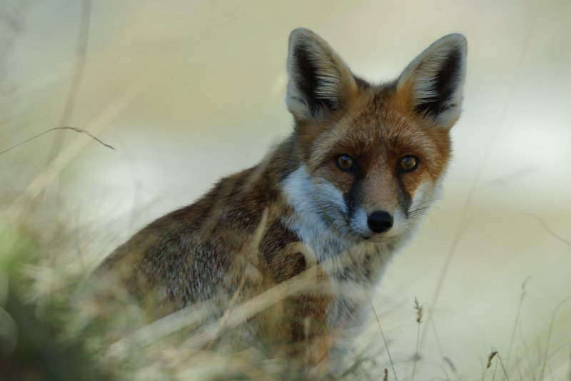 Volpe (Vulpes vulpes)