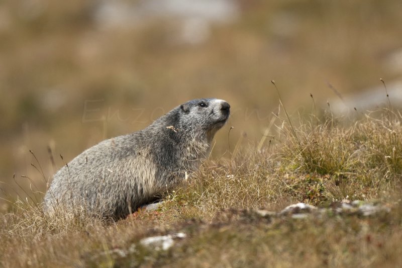Marmotta (Marmotta marmotta)