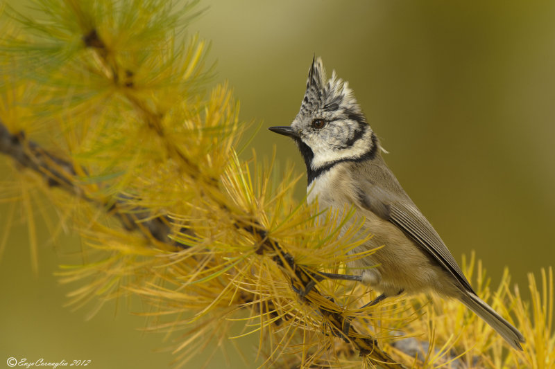 Cincia dal ciuffo (Lophophanes cristatus)