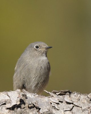 Codirosso spazzacamino (Phoenicurus ochruros)