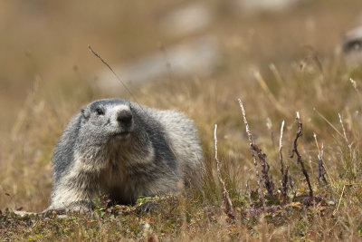 Marmotta (Marmotta marmotta)