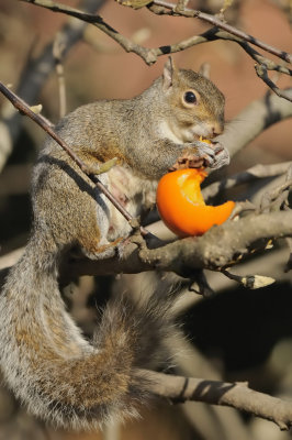 Scoiattolo grigio (Sciurus carolinensis)