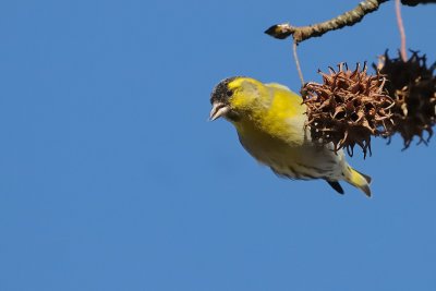 Lucherino (Carduelis spinus)