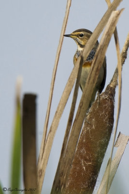 Pettazzurro (Luscinia svecica)