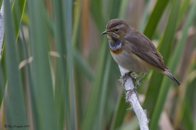 Pettazzurro (Luscinia svecica)