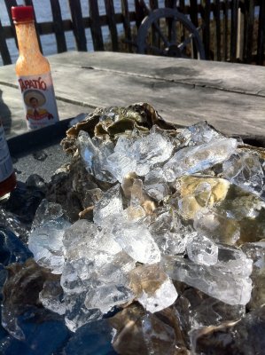 Hog Island Day Trip 11-20-2010