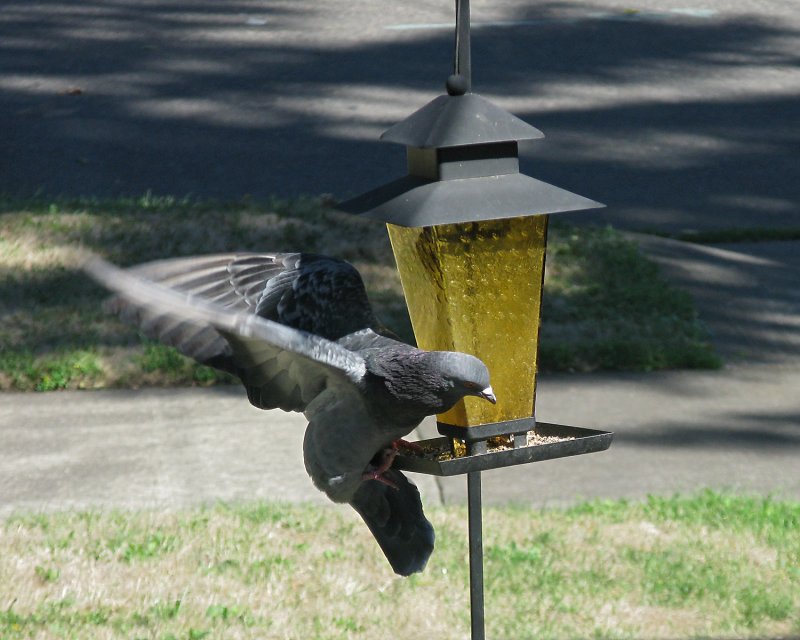 IMG_2014a.jpg