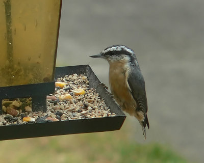 Nuthatch.jpg