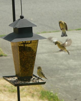 Finch Landing a.jpg