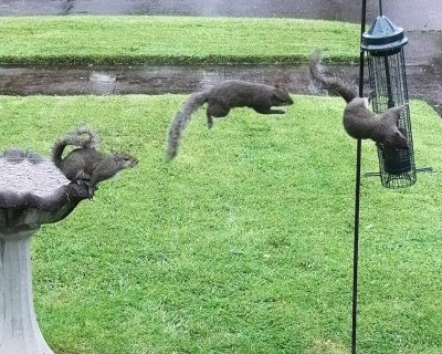 Squirrel leap.jpg
