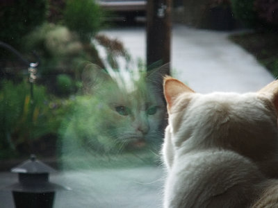 Reflecting Cat.jpg