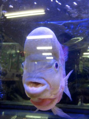 12_9_09v.jpg
