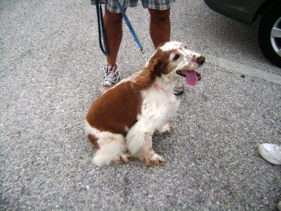 We met this beautiful English Spaniel, named Chelsea, in the parking lot as we headed to our car in the marina/beach parking area.