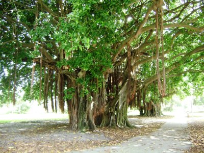 I believe this is a Rubber tree; at least we saw trees similar in style to this about 18 years ago in Hawaii.
