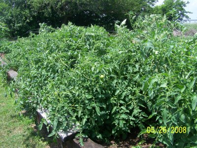 This is my tomato-bush-jungle, 9 weeks after planting seedlings no more than 8 tall.  The bushes are so thick it's hard to tell where one stops and the next one starts.  They're loaded with tomatoes but so far, all are still green.
