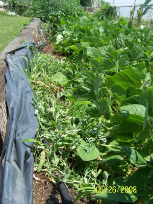 The crop along the (narrow) left side are green peas.  The green beans, planted on the right (1/2) have almost completely overgrown the pea area and now easily fill 3/4 of the width.