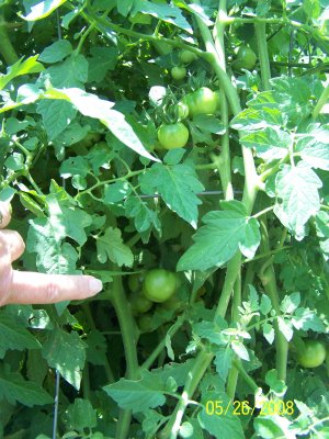 My sole cherry tomato bush, covered with (green) tomatoes but the larger-sized ones are quite bigger than I'm used to seeing in stores.