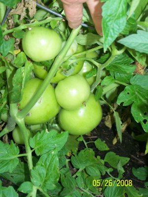 A cluster of regular-sized tomatoes that so thickly bunched together in amidst the branches, which are all squeezed in due to the tomato cage wire.  It's going to be interesting getting the center-most tomatoes harvested out of this cluster once they ripen.