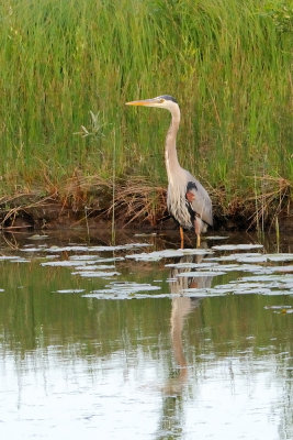 Another heron.