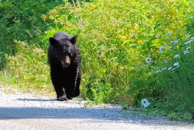 Just out for a walk.