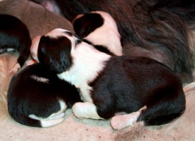 DMPups7060.jpg