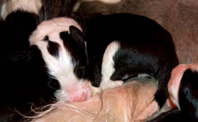 DMPups7061.jpg