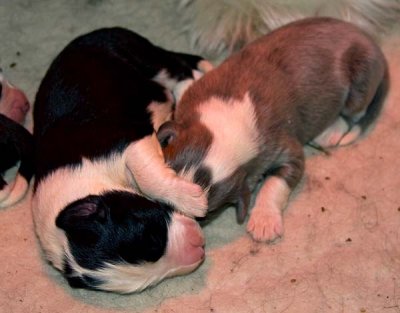 DMPups7067.jpg