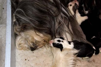 DMPups7089.jpg