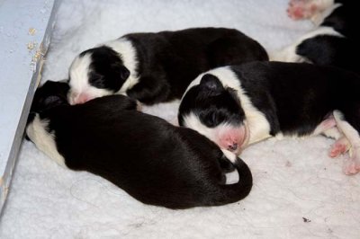 DMPups7147.jpg