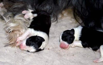 DMPups7160.jpg